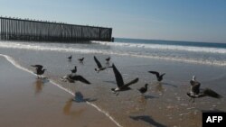 Aves se posan en el mar cerca del muro fronterizo entre Estados Unidos y México en el parque Friendship en San Ysidro, California, el 18 de noviembre de 2018. 