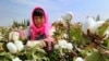 新疆棉花風波凸顯中國人權問題