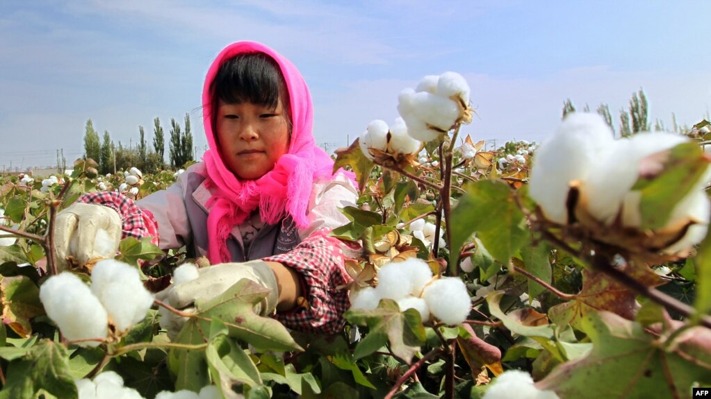 习近平独裁暴政观察：新疆棉花遮蔽与凸显中国人权问题