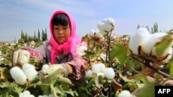 一名婦女在中國新疆哈密市的田野裡採摘棉花。 （2015年9月20日）