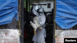 Member of a Rapid Response Team (RRT) culls a rooster at a poultry farm infected with the H5N1 bird flu virus in Bhaktapur Aug. 2, 2013. 