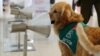 کرونا کی 'تشخیص' کے لیے چلی کے ایئر پورٹ پر کتے تعینات 