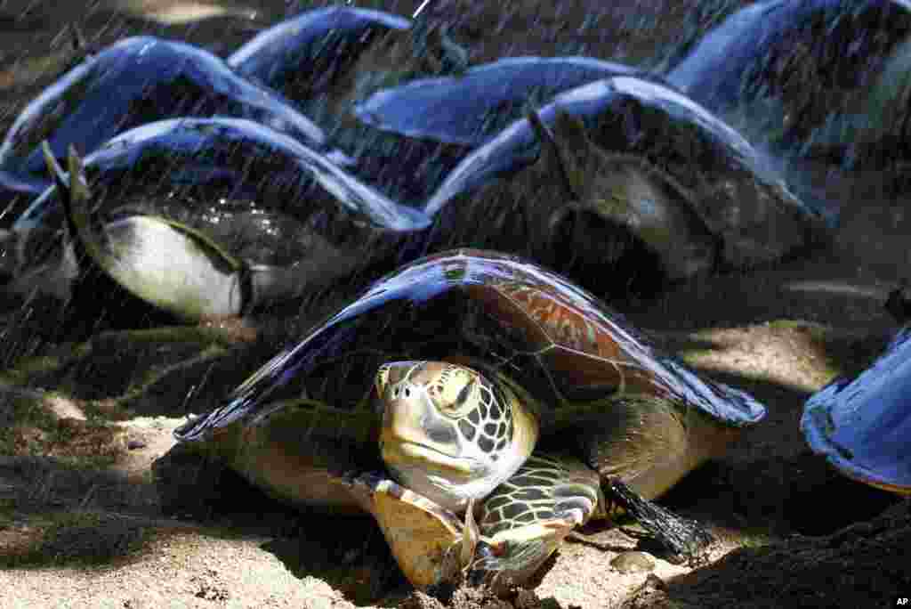 Sea turtles crawl before being returned to the ocean on a beach in Bali, Indonesia. Bali police released about a dozen turtles seized last month from illegal poachers.