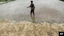 An Indian farmer sprays fertilizer at a paddy field on the outskirts of Ahmadabad, India, July 1, 2013.