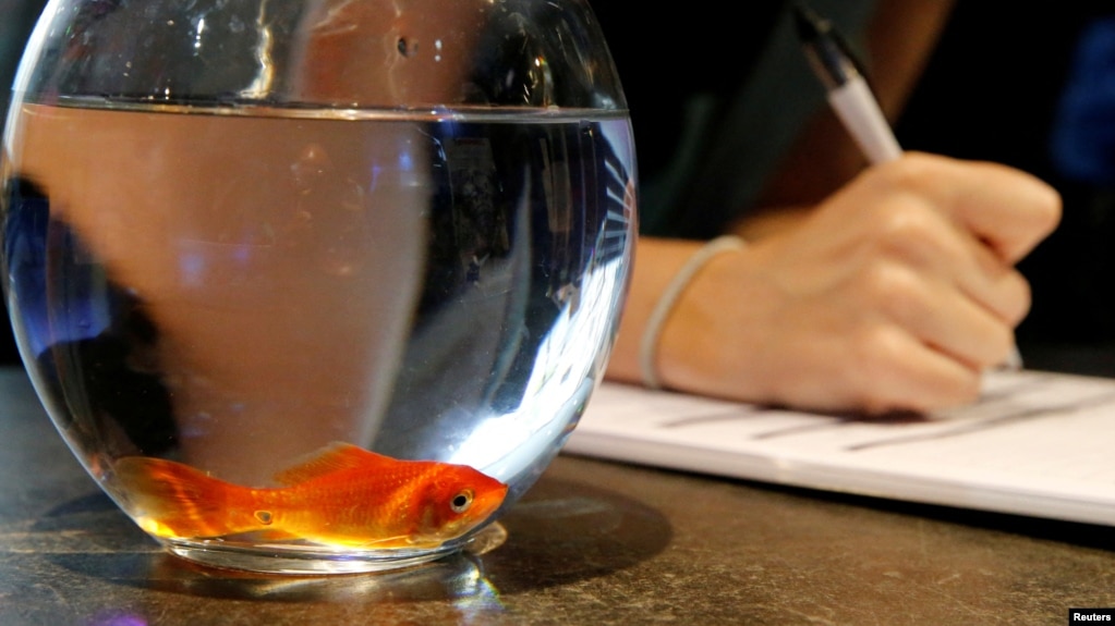 FILE - Emie Le Fouest from Paris brings her goldfish named "Luiz Pablo" to Paris aquarium as part of an operation launched to take care of hundreds of goldfish, in Paris, France, August 20, 2018. (REUTERS/Pascal Rossignol/File Photo)