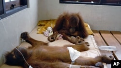 A pair of orangutans receive medical treatment at the Nyaru Menteng Borneo Orangutan Survival (BOS) center in Palangkaraya, central Kalimantan (File).