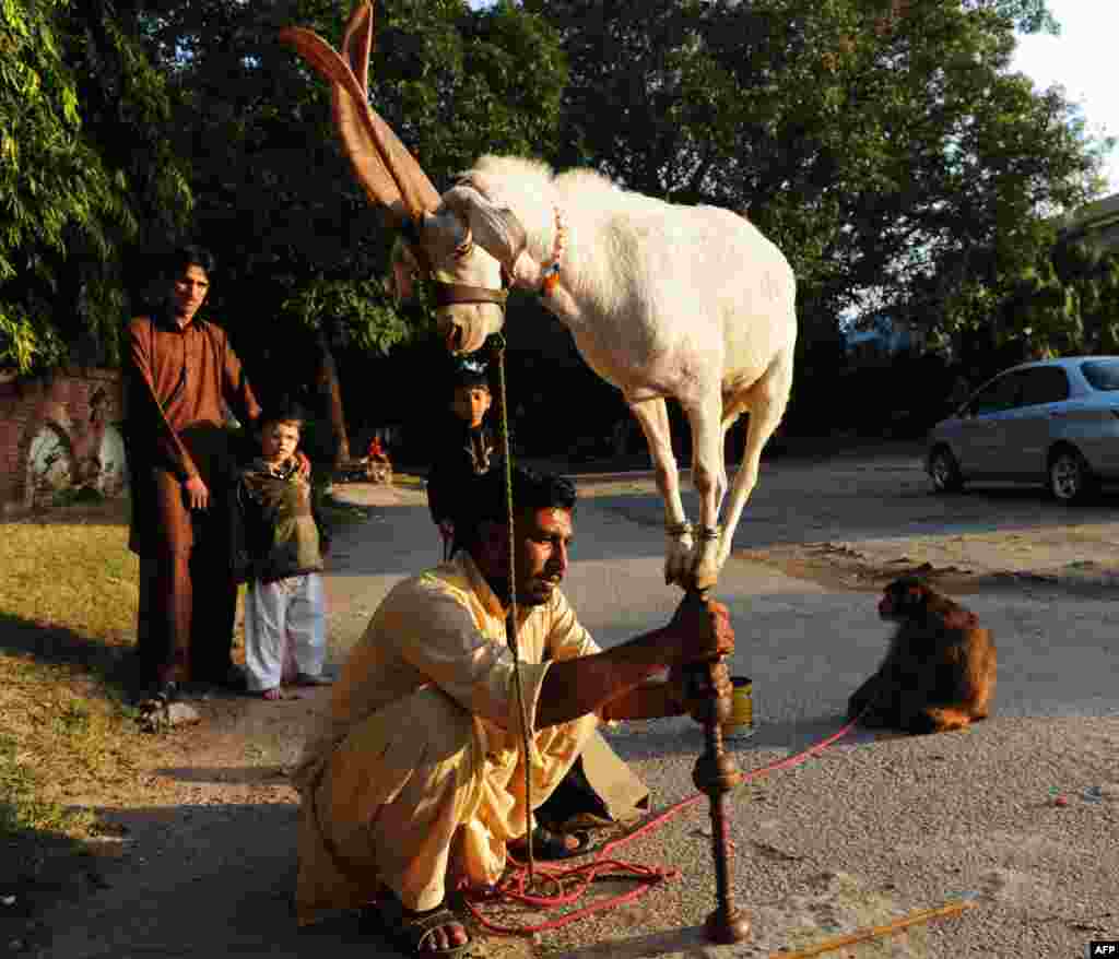 A Pakistani animal handler holds up a stick as a goat balances over it in Islamabad.