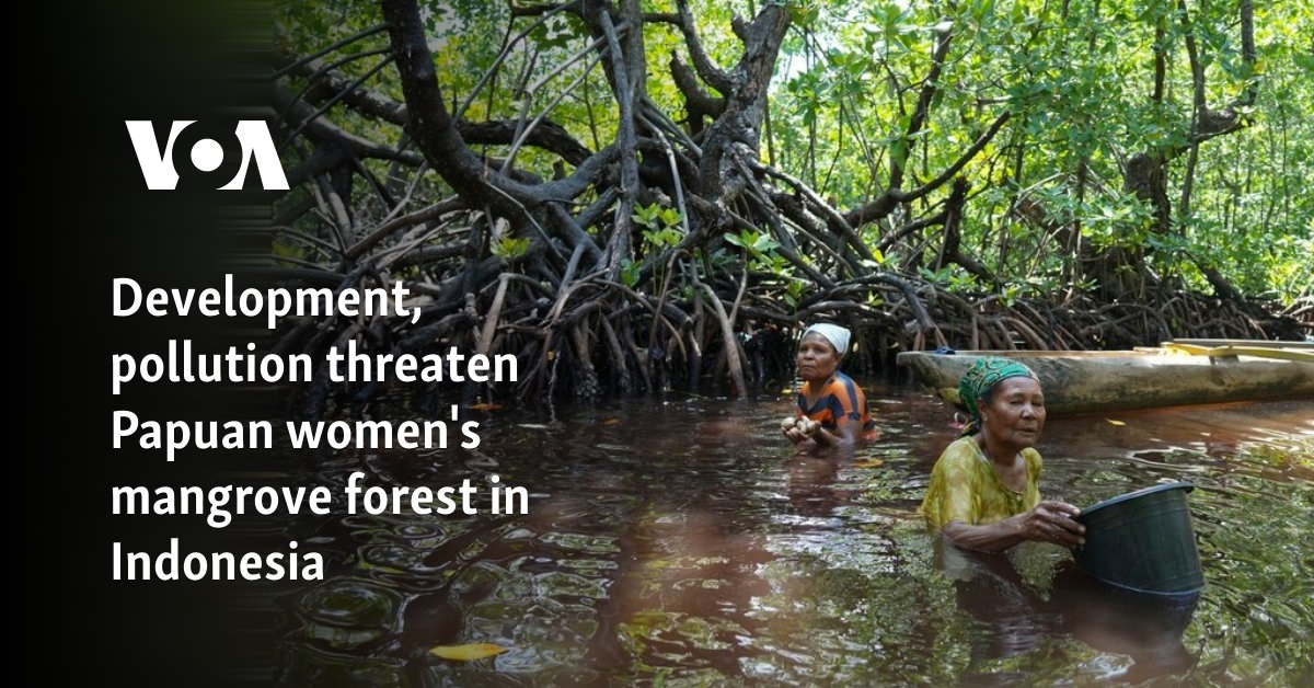 Development, pollution threaten Papuan women's mangrove forest in Indonesia