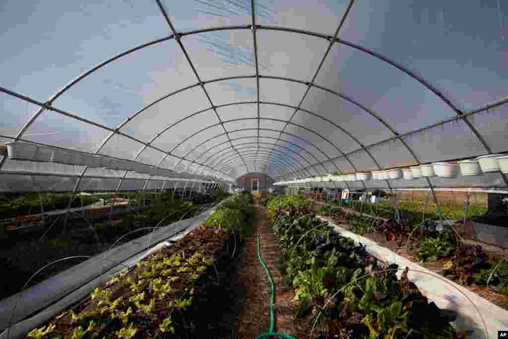 Plastic sheets cover the hoop houses at night, and are rolled up when temperature allows. (Alison Klein/VOA)