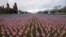 Thousands of U.S. flags are seen at the National Mall, as part of a memorial paying tribute to the U.S. citizens who have died from the COVID-19, near the Capitol ahead of President-elect Joe Biden's inauguration, in Washington, D.C.