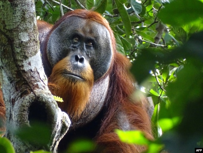 FILE - This handout photo released by SUAQ Foundation on June 23, 2022, shows Rakus, a male orangutan without a facial wound, at Gunung Leuser National Park in North Sumatra, Indonesia. (Photo by SUAQ Foundation / AFP)