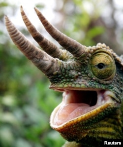 FILE PHOTO: Three-horned chameleon is seen at reptile farm in Nairobi.