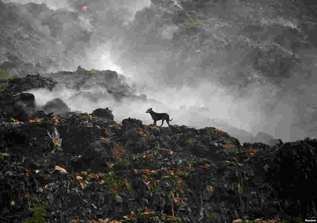 Hindistan - Əhmədəbad zibilliyi &nbsp;