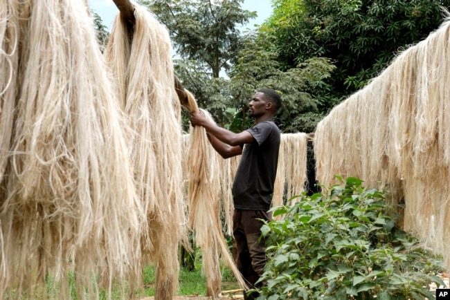 Employee Anathole Kisakye dries banana fiber threads at Tupande Holdings Ltd workshop, in Kiwenda village, Busukuma, Wakiso District. Uganda, Wednesday, Sept. 20, 2023. (AP Photo/Hajarah Nalwadda)