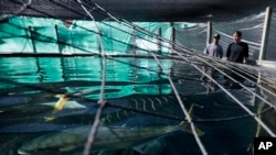 FILE - California yellowtail swim in a tank as project manager Federico Rotman, left, and technician Patrick Appel, of the Hubbs SeaWorld Institute, look on at their facility in San Diego, Nov. 17, 2015.