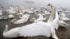 Swans gather on the shoreline of Danube river in Belgrade, Serbia, Wednesday, Jan. 15, 2020. 