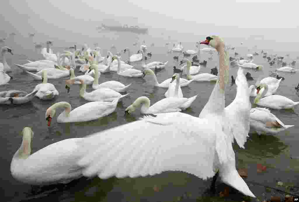 Swans gather on the shoreline of Danube river in Belgrade, Serbia.