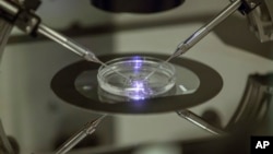 FILE - An embryologist works on a petri dish at the Create Health fertility clinic in south London, Britain, Aug. 14, 2013. In December, British officials approved “cautious use” techniques intended to prevent women from passing on fatal genetic diseases to their children.