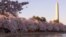 Vašington spomenik za vreme Festivala cvetanja trešanja 