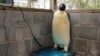 A male emperor penguin dubbed Gus stands on a scale after being discovered on a beach near Denmark, Australia, Nov. 1, 2024, far from his normal habitat on Antarctica. (Department of Biodiversity, Conservation and Attractions via AP)