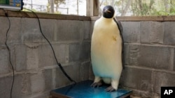 A male emperor penguin dubbed Gus stands on a scale after being discovered on a beach near Denmark, Australia, Nov. 1, 2024, far from his normal habitat on Antarctica. (Department of Biodiversity, Conservation and Attractions via AP)