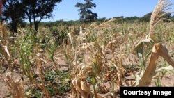 Crops are wilting in most parts of Zimbabwe due to the current dry spell.