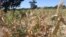 Crops are wilting in most parts of Zimbabwe due to the current dry spell.