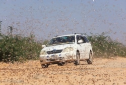 FILE - A motorist drives within desert locusts near a grazing land on the outskirt of Dusamareb in Galmudug region, Somalia, Dec. 22, 2019.