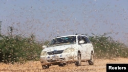 FILE - A motorist drives within desert locusts near a grazing land on the outskirt of Dusamareb in Galmudug region, Somalia, Dec. 22, 2019.