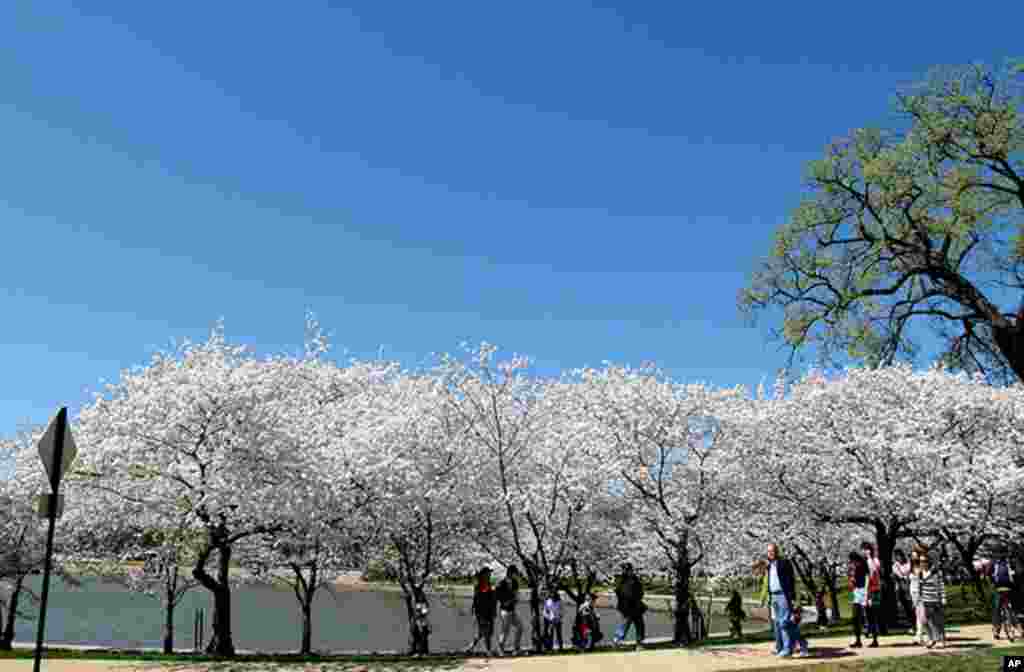 [워싱턴 D.C. 벚꽃 축제] 워싱턴의 봄