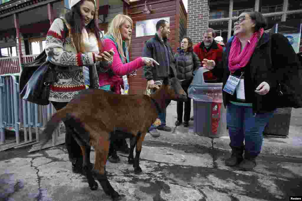 Kambing bernama Sundance difoto oleh orang-orang saat digiring oleh pemiliknya Walter Yates (tengah) dalam pembukaan Festival Film Sundance di Park City, Utah (16/1). (Reuters/Jim Urquhart)