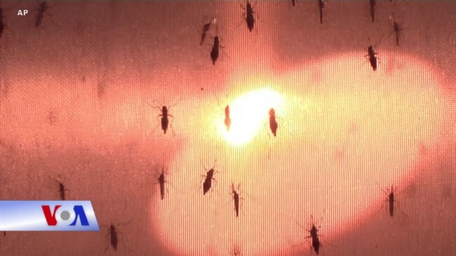 Chống sốt rét bằng cách cho muỗi nhiễm khuẩn