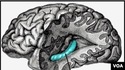 Hippocampus, blok merah di bagian lain otak yang berperan dalam ingatan, juga bisa terganggu akibat stroke.