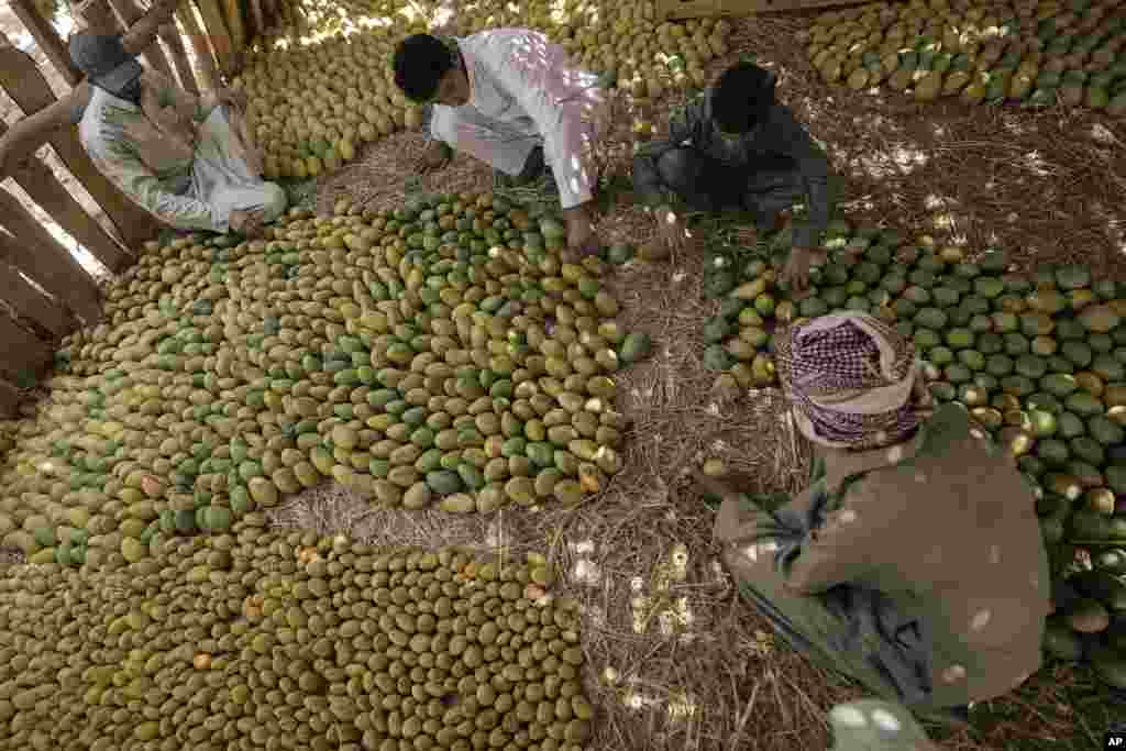 حاصلات میوه ام در یک مزرعه در شهر اسماعیلیه در شمالشرق مصر