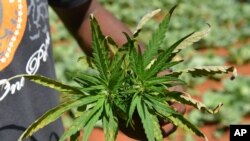 Los almacenes que se usan para cultivar marihuana consumen una gran cantidad de energía eléctrica. 