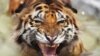 A Bengal tiger reacts while cooling off in a pond inside a cage during a hot summer day at Alipore Zoological Garden in Kolkata, India.