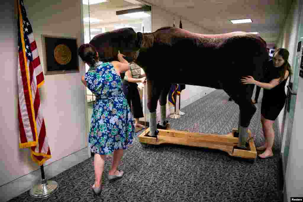 Congressional staffers move Max the Moose into the office of Senator Jeanne Shaheen (D-NH), before the 10th annual Experience New Hampshire reception, on Capitol Hill in Washington, June 4, 2019. 