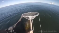 US Sea Turtle Decline ...