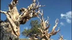 守望光阴的老树－狐尾松