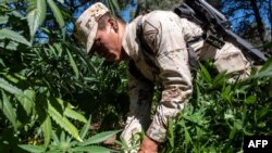 ARCHIVO - Un soldado mexicano destruye una plantación de marihuana cerca de La Rumorosa, Tecate, Baja California, México el 28 de agosto de 2018.