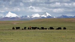 རྒྱ་ནག་གིས་བོད་མིའི་གནས་ཡུལ་དུ་གཏེར་ཁ་སྔོག་འདོན་བྱེད་བཞིན་པར་བོད་མི་ཚོས་བློ་འཚབ་བྱེད་བཞིན་པ།