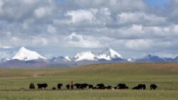 བོད་ནང་གི་ཁོར་སྲུང་སྐྱོབ་ཚོགས་པས་སྐྱེ་དངོས་སྣ་མང་གི་ཉིན་མོ་སྲུང་བརྩི།