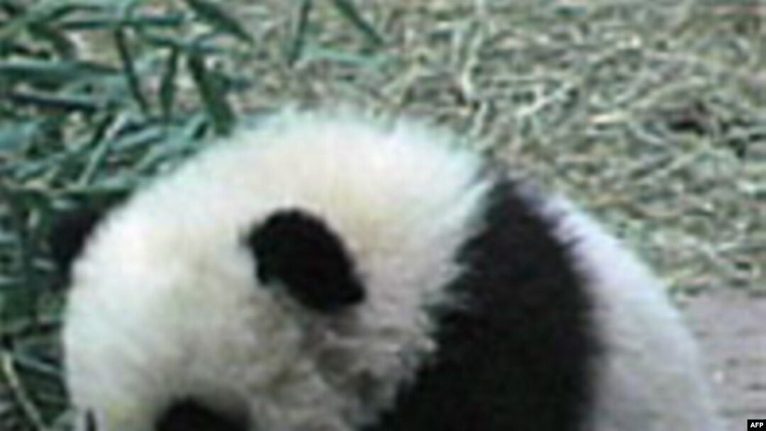 Panda Tai Šan otputovao kući