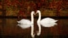 Two swans swim in the canal as golden, green and rusty leaves colour the autumn in Thun-Leveque, France November 19, 2019. 