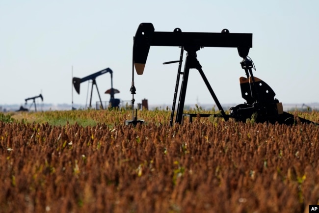 Pumpjacks operate in a milo field, Monday, Sept. 30, 2024, near Hays, Kan.