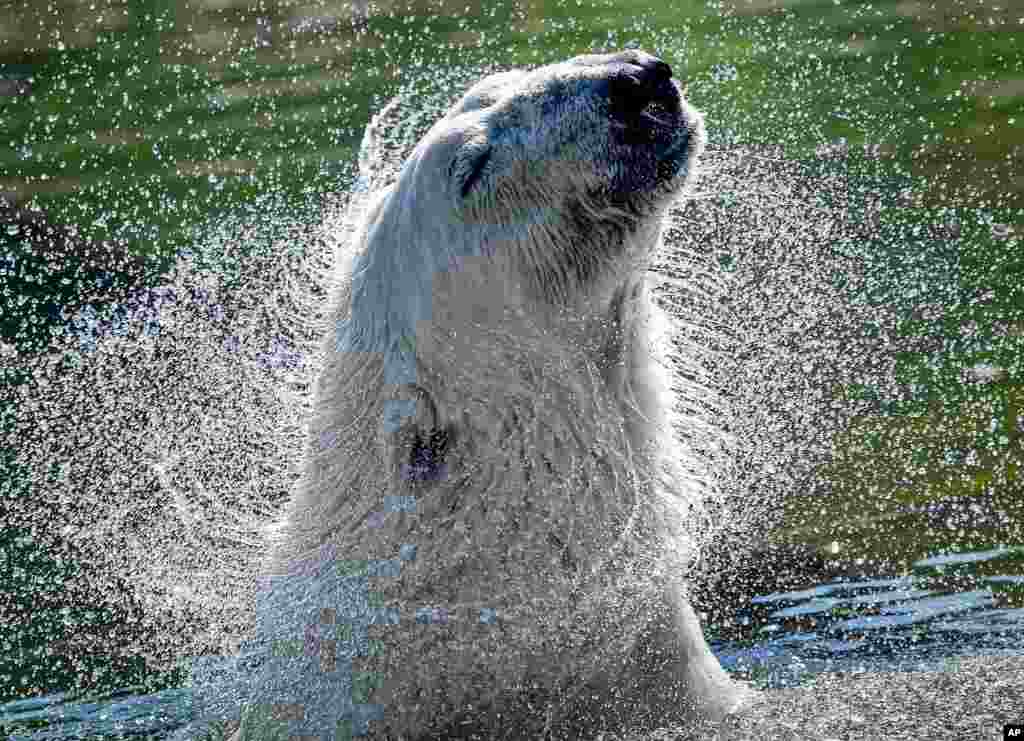 A polar bear cools off in the water on a hot summer at the zoo in Gelsenkirchen, Germany.