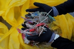 FILE - A volunteer shows plastics retrieved from the ocean, after a garbage collection, ahead of World Environment Day, on La Costilla Beach, on the coast of the Atlantic Ocean in Rota, Spain, June 2, 2018.