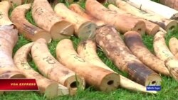 Cựu đại sứ VN tại Mozambique bị cáo buộc tiếp tay buôn lậu ngà voi