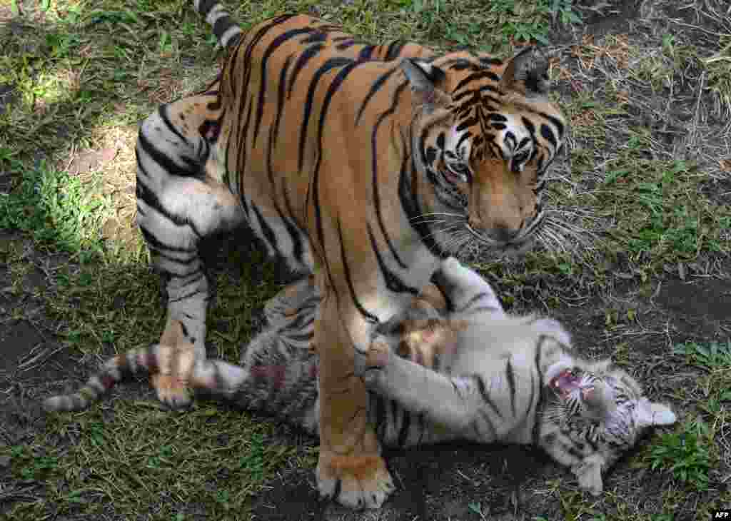 Seekor anak harimau Benggala berusia 3 bulan bermain dengan induknya di Malang, Jawa Timur.