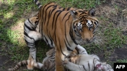 Un tigre du Bengale âgé de rois mois joue avec sa mère, Reva, à gauche, dans un zoo de Malang, 29 juin 2016. AFP PHOTO / AMAN Rochman